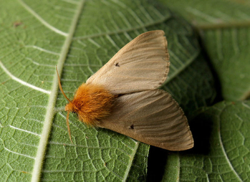 Lemonia taraxaci (Brahmaeidae)